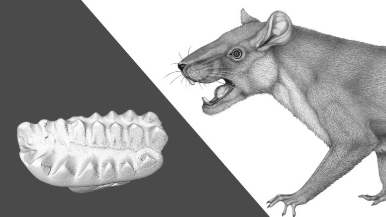 Hallazgo histórico en Chubut: identifican el primer molar de un mamífero del Cretácico