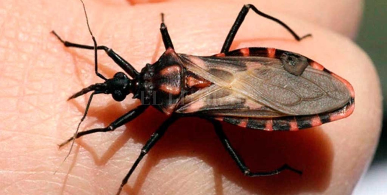 CENPAT pide reportar vinchucas en Chubut y explica cómo usar GeoVin