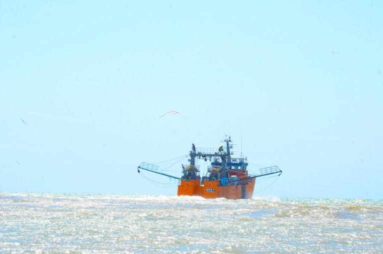 La zafra del langostino en Chubut avanza «con normalidad», pero con expectativas moderadas