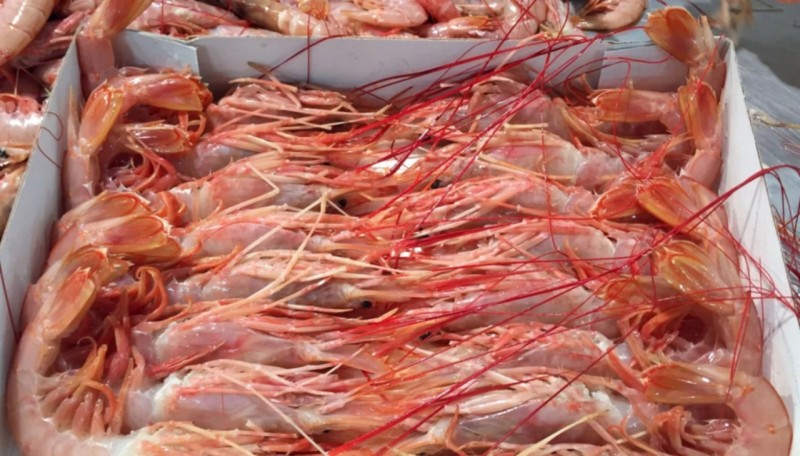 Industria pesquera acuerda nuevas reglas para donaciones y analiza licencias