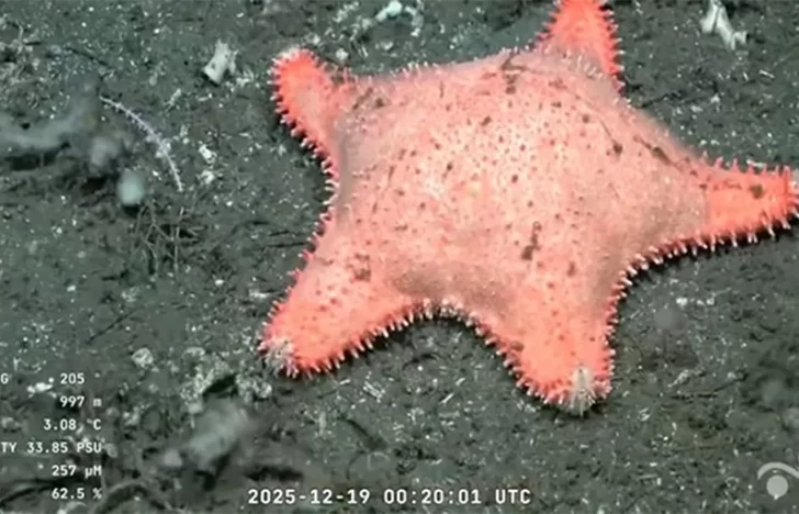 Conicet halló otra estrella “culona” frente a las costas de Chubut: “No hizo mucho ejercicio”