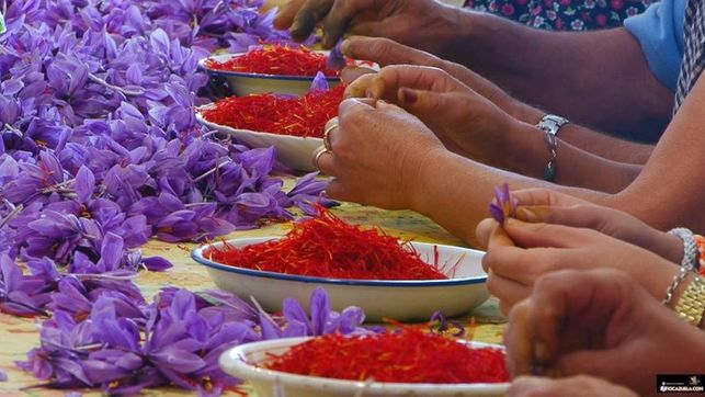 Chubut es líder en el cultivo de azafrán más austral del mundo
