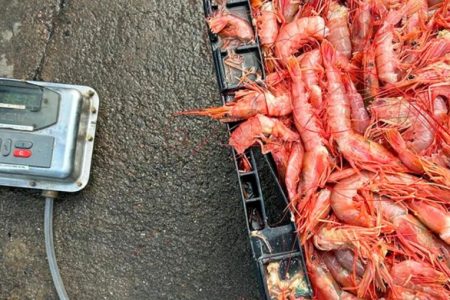 Controles nacionales en Puerto Rawson revelaron sobrepeso en descargas de langostino