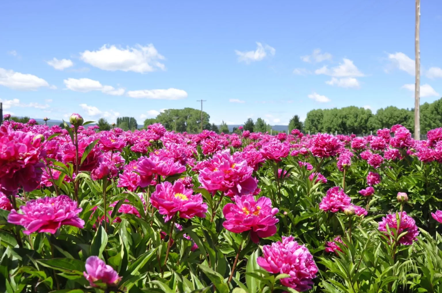 La floración de peonías en Trevelín: un espectáculo natural que deslumbra en diciembre
