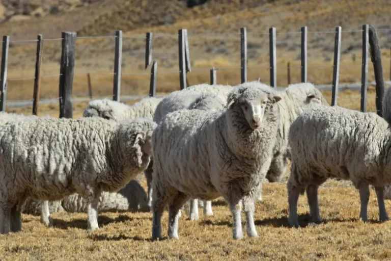 El Futuro Inclusivo de la Ganadería Ovina en Chubut: Transformación, Valor y Resiliencia Social