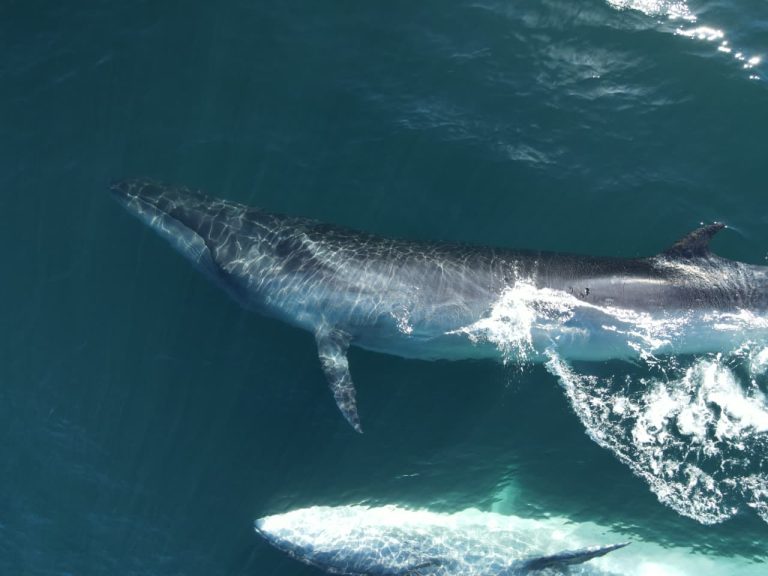 Comodoro Turismo anunció la proyección del documental “SEI, la ballena desconocida”