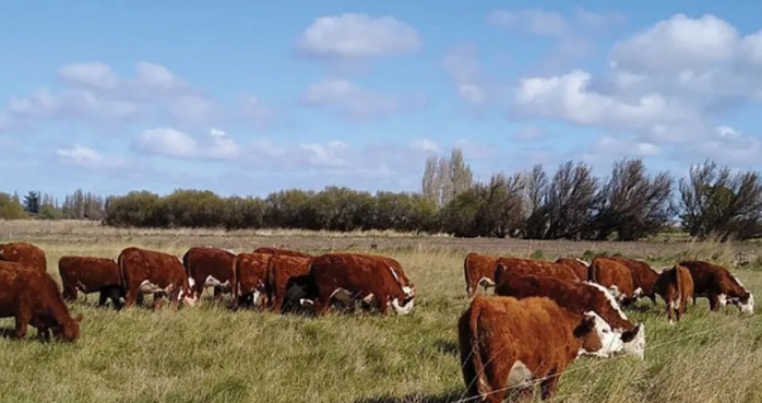 Clúster Ganadero del VIRCh: Gaiman participa en la nueva etapa institucional