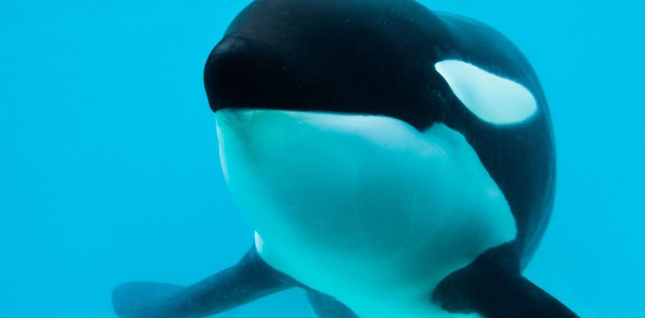 Falleció Kshamenk, la orca que marcó el debate sobre cautiverio en Argentina