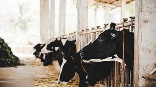 La producción láctea argentina consolida su recuperación con el mayor nivel de exportaciones en diez años