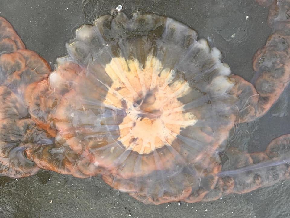 Medusas invaden playas de Chubut y advierten posible llegada a Comodoro