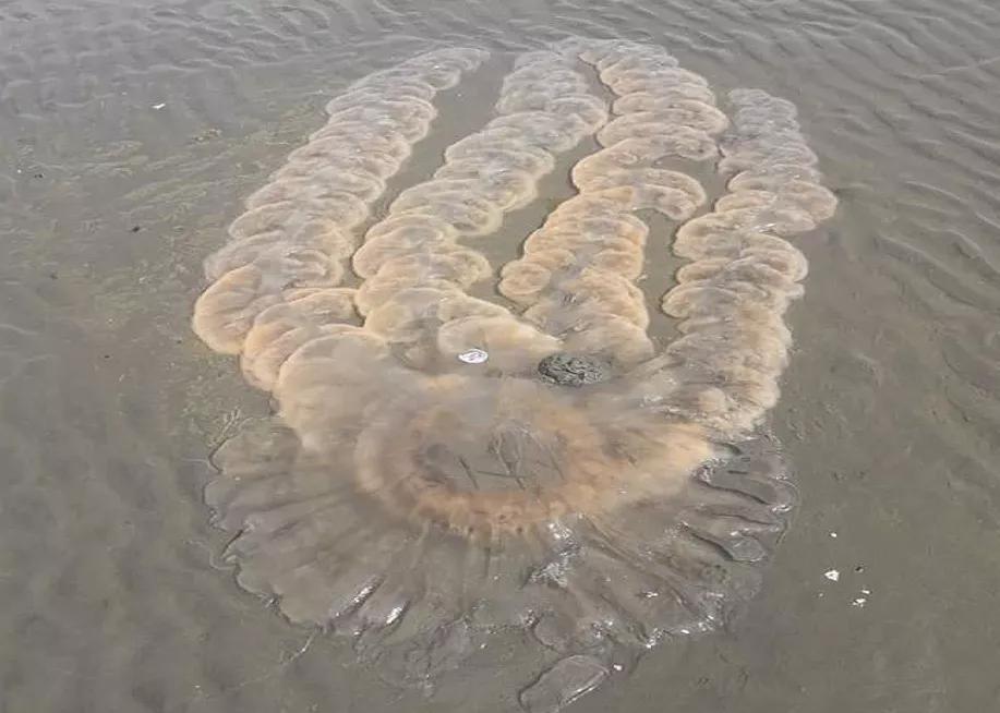 Puerto Madryn: científicos explican la masiva presencia de medusas en el Golfo Nuevo
