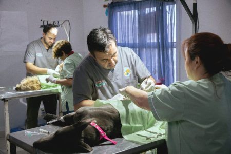 Puerto Rawson: más de 100 mascotas atendidas en la campaña gratuita de castración y vacunación