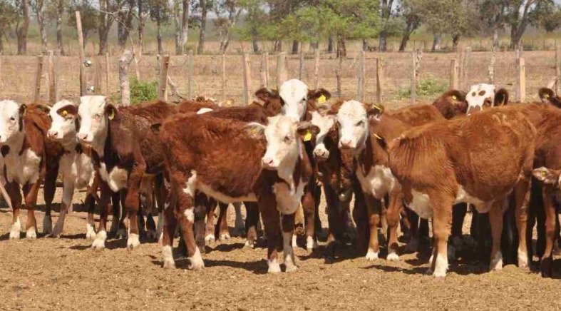 Río Grande: SENASA inspeccionó animales y aplicó controles sanitarios en la exposición ganadera