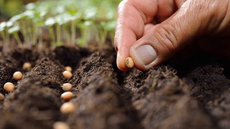 Bancos apuestan al auge agrícola argentino tras la reducción de impuestos de Milei
