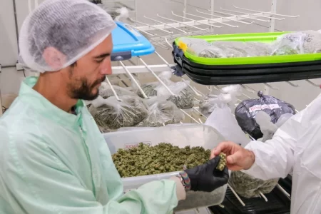 Cannabis medicinal: KCBD y CONICET investigarán sus efectos en cáncer y dolor