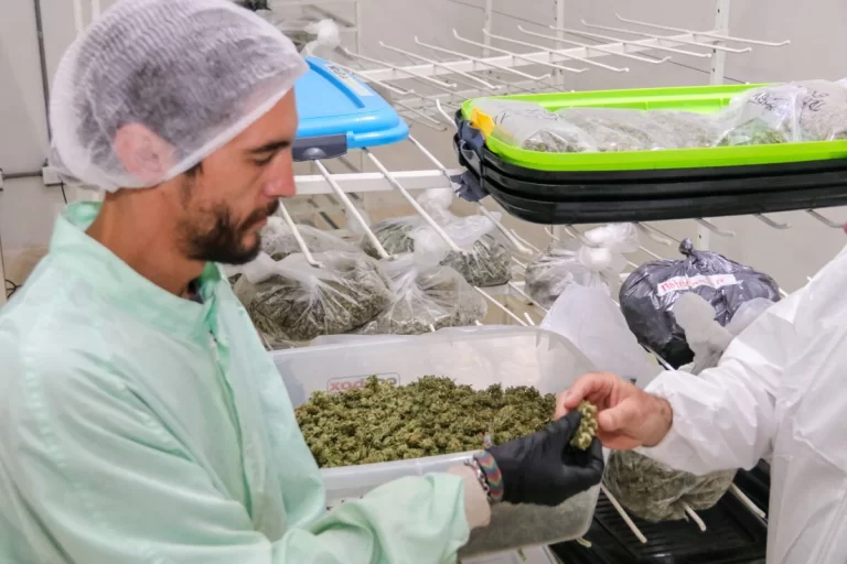 Cannabis medicinal: KCBD y CONICET investigarán sus efectos en cáncer y dolor