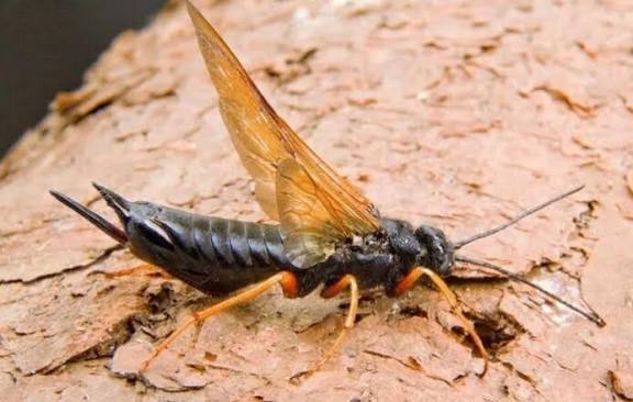 La Patagonia está en riesgo de una invasión de una avispa que daña a los pinos