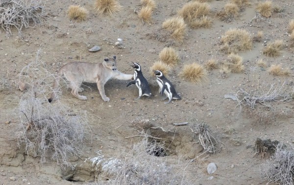 Pumas cazan pingüinos: el éxito ecológico del Parque Monte León