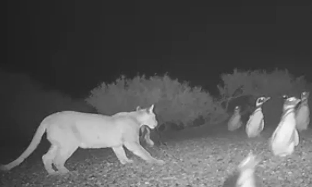 Pumas y pingüinos en la Patagonia: la razón de por qué un comportamiento natural generó interpretaciones ambiguas