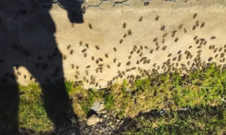Brotes de tucura sapo ponen en jaque a productores de la Patagonia