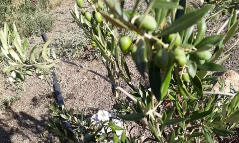 Patagonia Siembra Olivos: Un Proyecto con Sello Académico Global