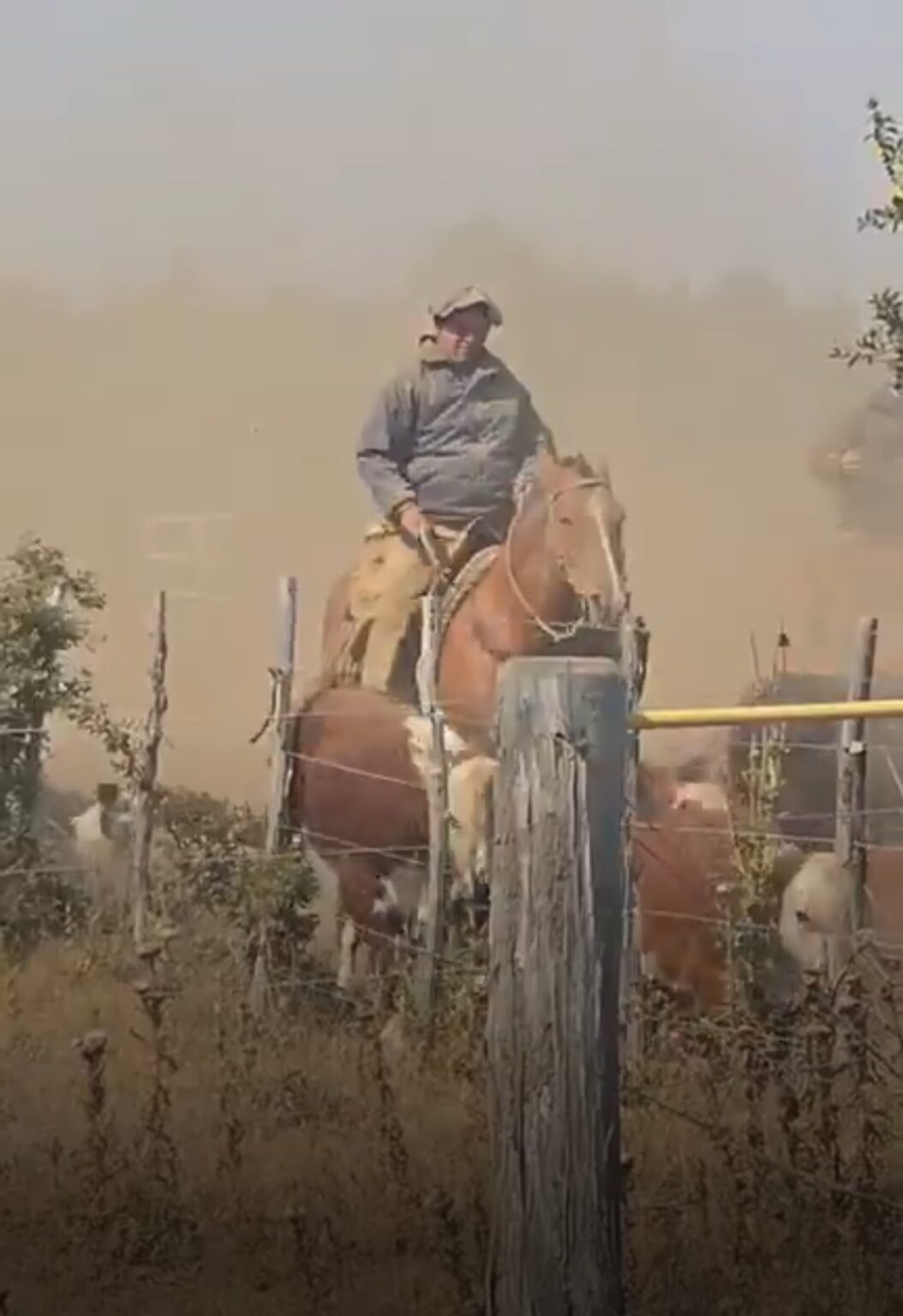 Joaquín y Gustavo Gerez arriaron el ganado de su papá, ‘Pelusa’ Gerez, para escapar de los incendios