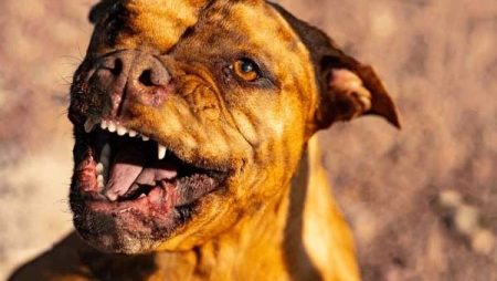 Detienen a un hombre que intentó usurpar una casa con un pitbull y un pistolón
