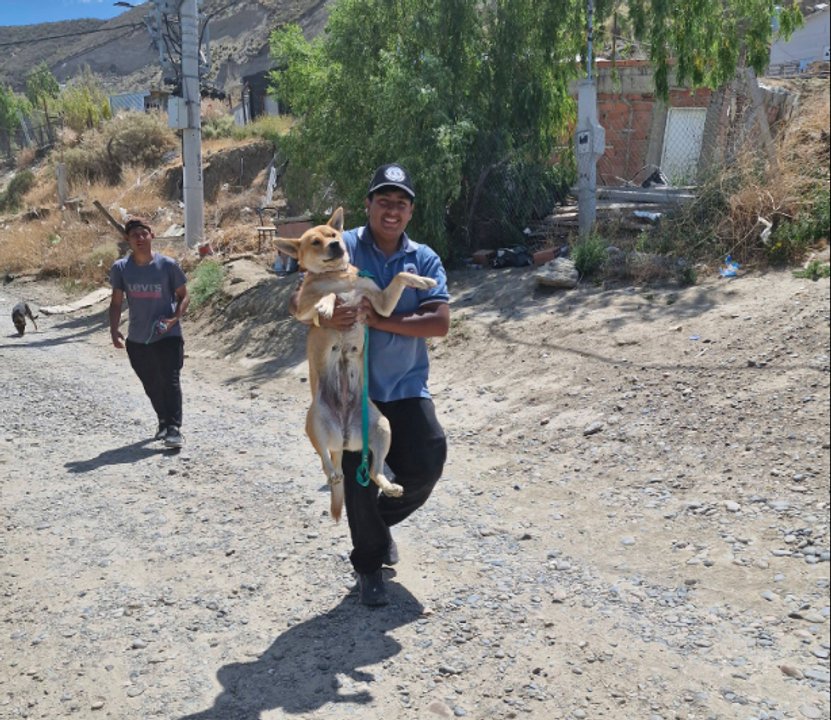 Ya han rescatado a más de 50 animales en Sismográfica, Comodoro, pero todavía trabajan contrarreloj para trasladar a los que quedan
