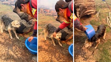 Fuertes imágenes dan la vuelta en redes: Rescatistas salvaron a un perro encadenado en Puerto Patriada durante los incendios forestales