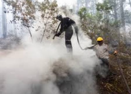 El fuego destruye más de 13.000 hectáreas de bosques y plantaciones en la Patagonia argentina