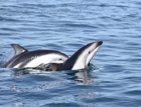 Puerto Madryn ofrece un avistaje único de delfines oscuros y toninas overas en el Golfo Nuevo