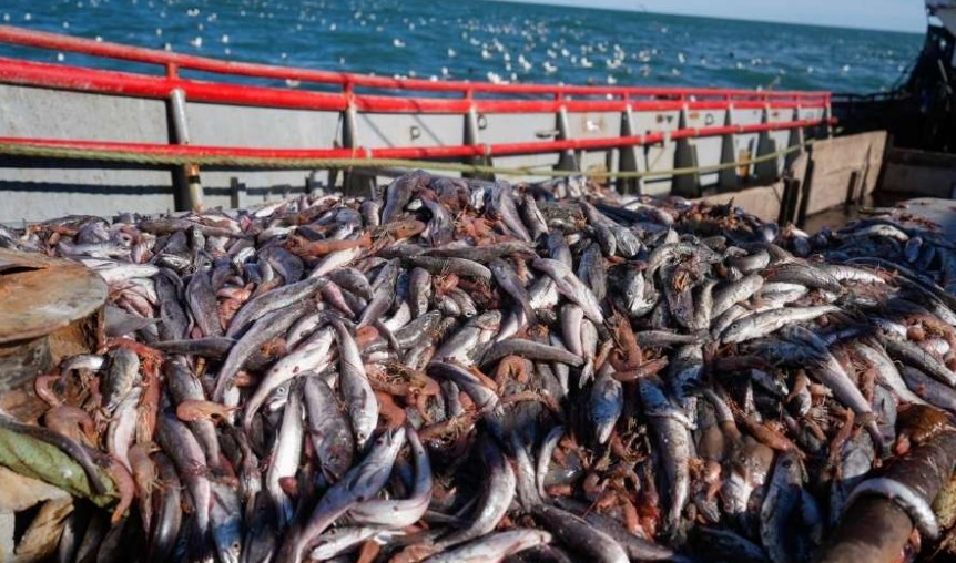 Santa Cruz ante el Consejo Federal Pesquero: pedido anticipado para la apertura de aguas nacionales