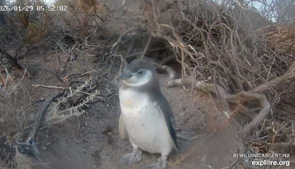 Streaming en vivo: el ciclo reproductivo de los pingüinos en Chubut