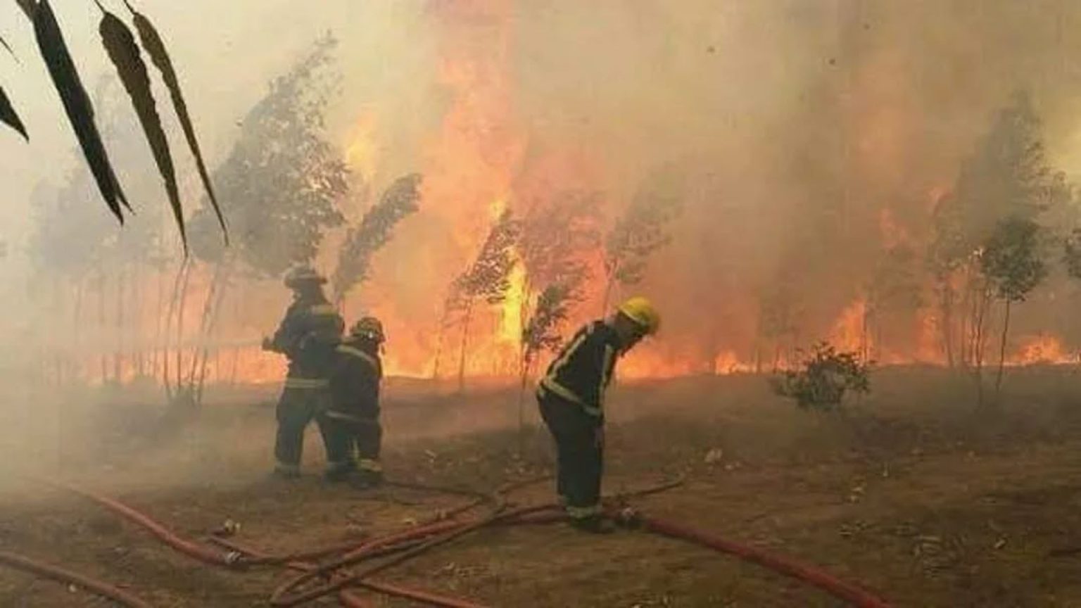 Patagonia en emergencia: proponen ley ante devastadores incendios