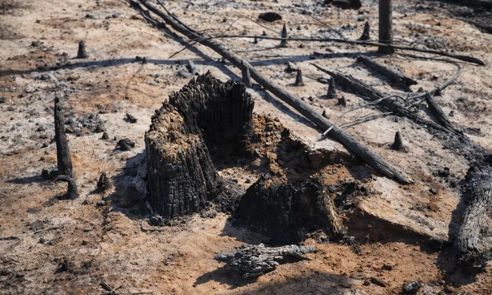 Investigan un nuevo foco ígneo intencional en el incendio de la Comarca