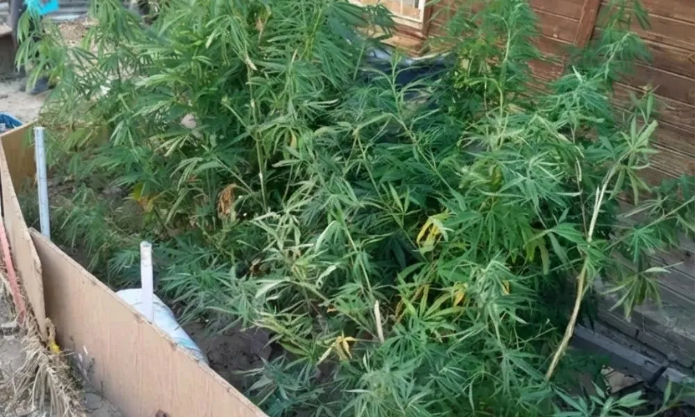 Un operativo de rescate animal en Comodoro derivó en el hallazgo de 12 plantas de marihuana