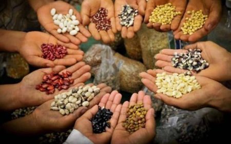 Capacitación abierta sobre cosecha de semillas nativas en Trevelin