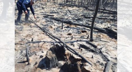 tronco donde se inicio el fuego