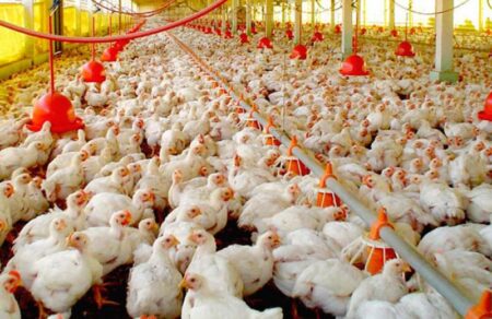 Argentina suspende exportaciones de pollo tras detectarse un brote de gripe aviar H5 en una granja de Ranchos