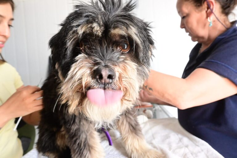 Puerto Madryn lanza campañas gratuitas para perros y gatos este 21 de febrero