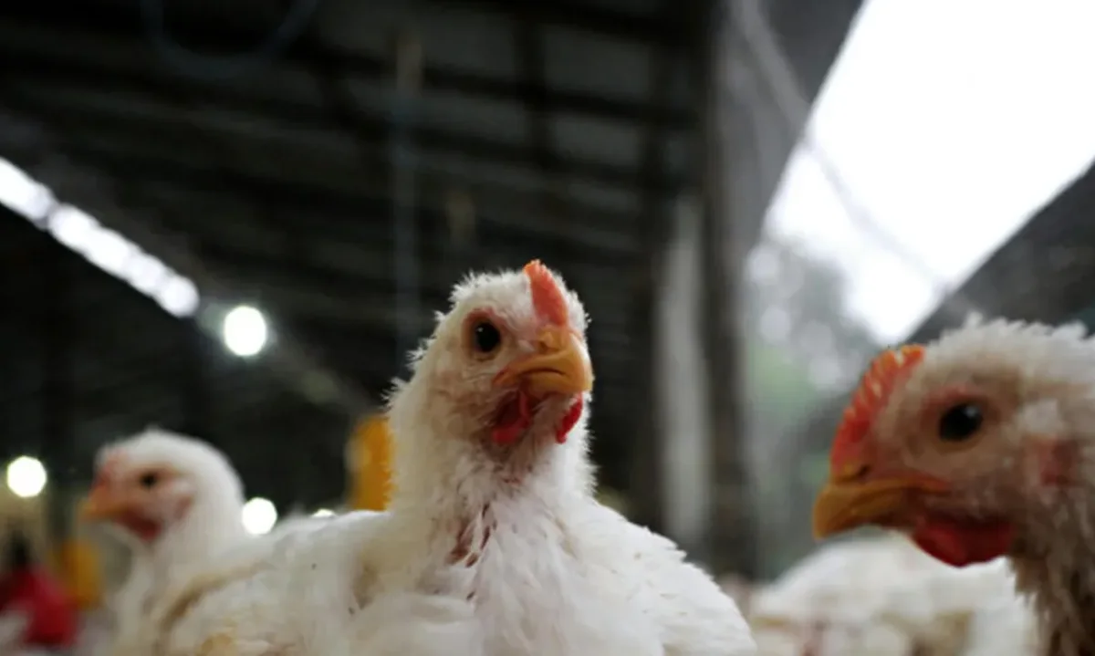 SENASA confirmó brotes de influenza aviar H5 en Ranchos y Lobos: Se sacrificaron 30.000 aves y rige alerta sanitaria