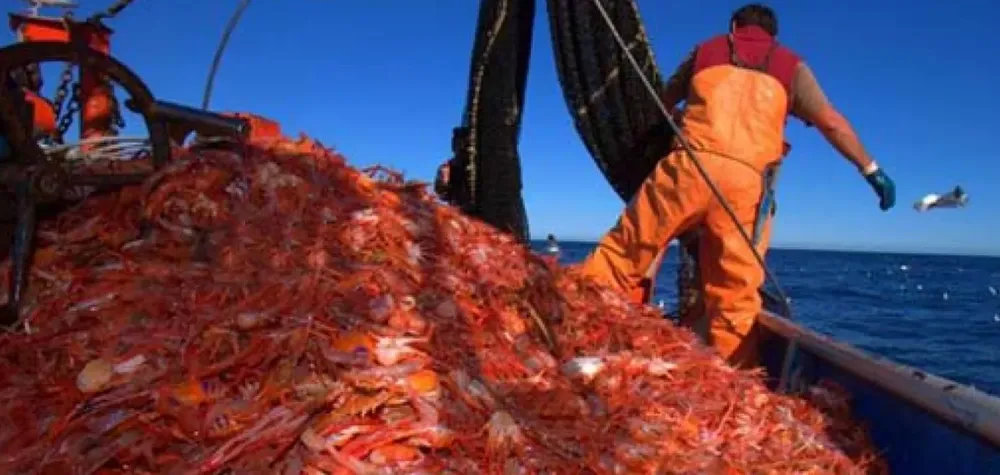 Shrimp Solutions busca producir pellets nutricionales a partir de las 30 mil toneladas de residuos de langostino anuales en Chubut