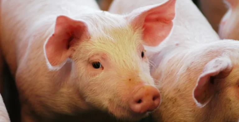 Boom porcino: la producción recibió créditos por $13.700 millones para seguir expandiéndose en todo el país