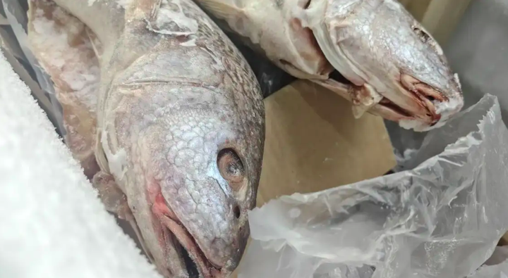 Semana Santa con sabor a mar: la merluza se dispara hasta los $16.000 y los mariscos golpean el bolsillo