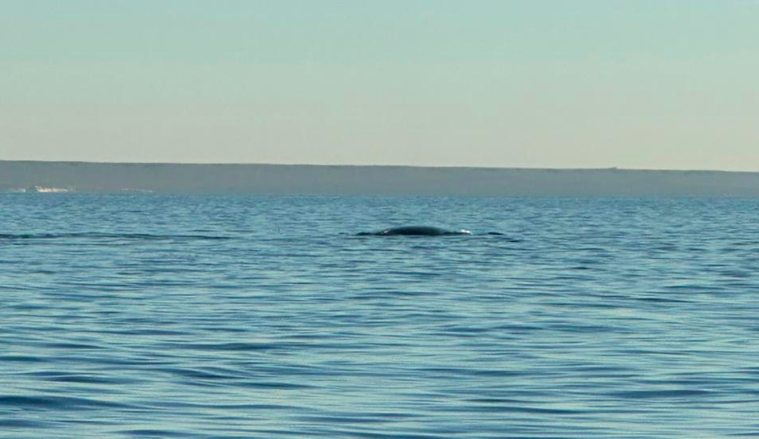 Las primeras ballenas ya asomaron en Puerto Madryn: el Golfo Nuevo empieza a recibir a las gigantes del mar