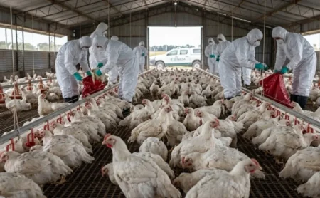 Alerta sanitaria: detectan nuevos casos de gripe aviar en la provincia de Buenos Aires