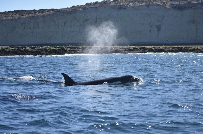 Chubut celebra el Día de las Orcas: actividades y ciencia para homenajear al gigante de la Patagonia