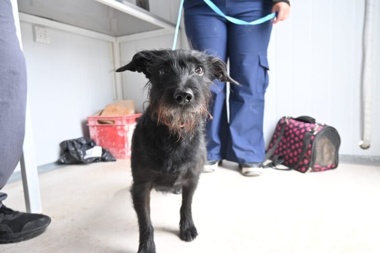 Puerto Madryn lanza nuevas campañas de castración y vacunación gratuita