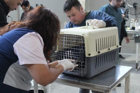 Comodoro: Operativo de castración masiva para frenar la reproducción de una colonia de gatos en Km. 8