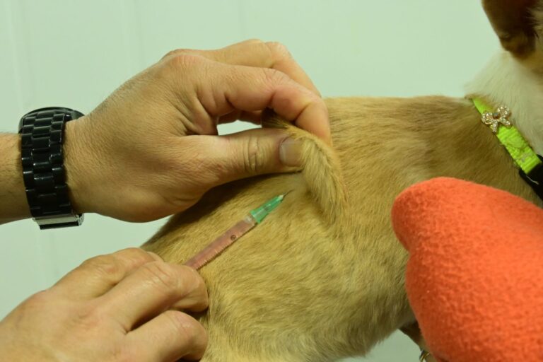 Puerto Madryn: El Municipio lleva campañas de castración y vacunación antirrábica a los barrios